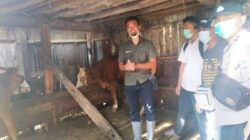 Satgas PMK Suboh Nyatakan Sapi Milik Warga di Desa Cemara Tidak Terjangkit Penyakit Mulut dan Kuku serta Tidak Mati Saat Dijual