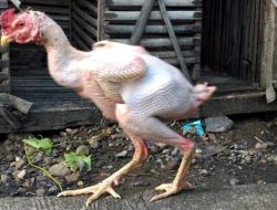 Geli… Ayam Tanpa Bulu Bebas Berkeliaran