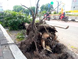 Duh, Pohon Besar di Tengah Kota Pemalang Tumbang