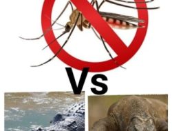 Nyamuk Vs Buaya dan Komodo