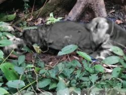 Mayat Misterius Tinggal Tulang Ditemukan di Hutan Gembong Pati