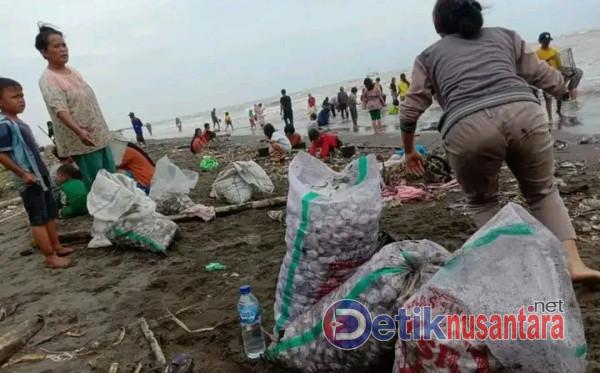 Ribuan Kerang Mendarat di Pantai Asemdoyong